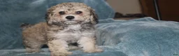 Miniature Poodle dogs for sale: Sadie - Ad 6