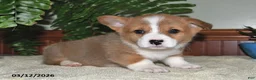Welsh Corgi Pembroke dogs for sale: Taffy - Ad 3