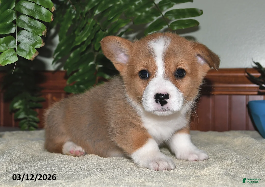 Welsh Corgi Pembroke dogs for sale: Taffy - Ad 3
