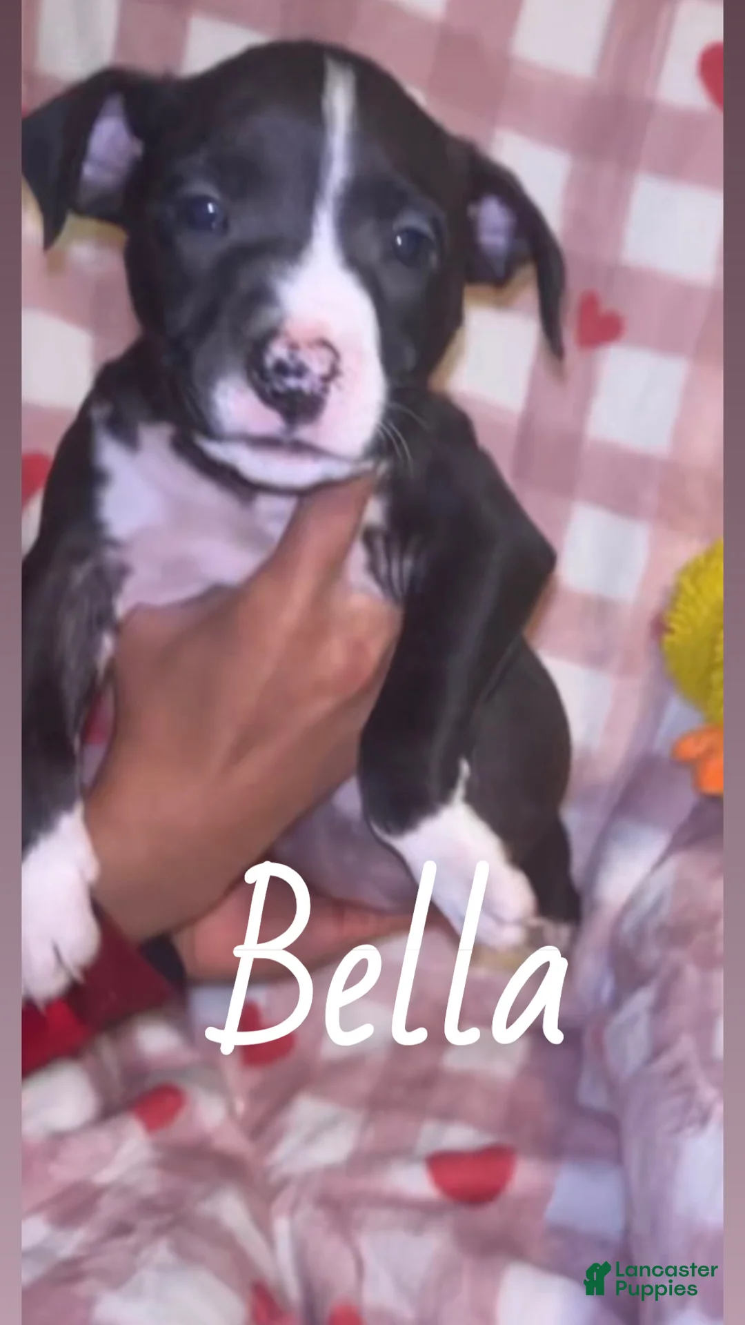 American Pit Bull Terrier dogs for sale: Bella - Ad 3