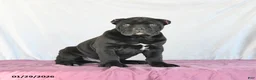 Cane Corso dogs for sale: Marco - Ad 1