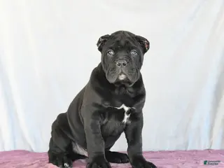 Cane Corso dogs Marco - Ad 1