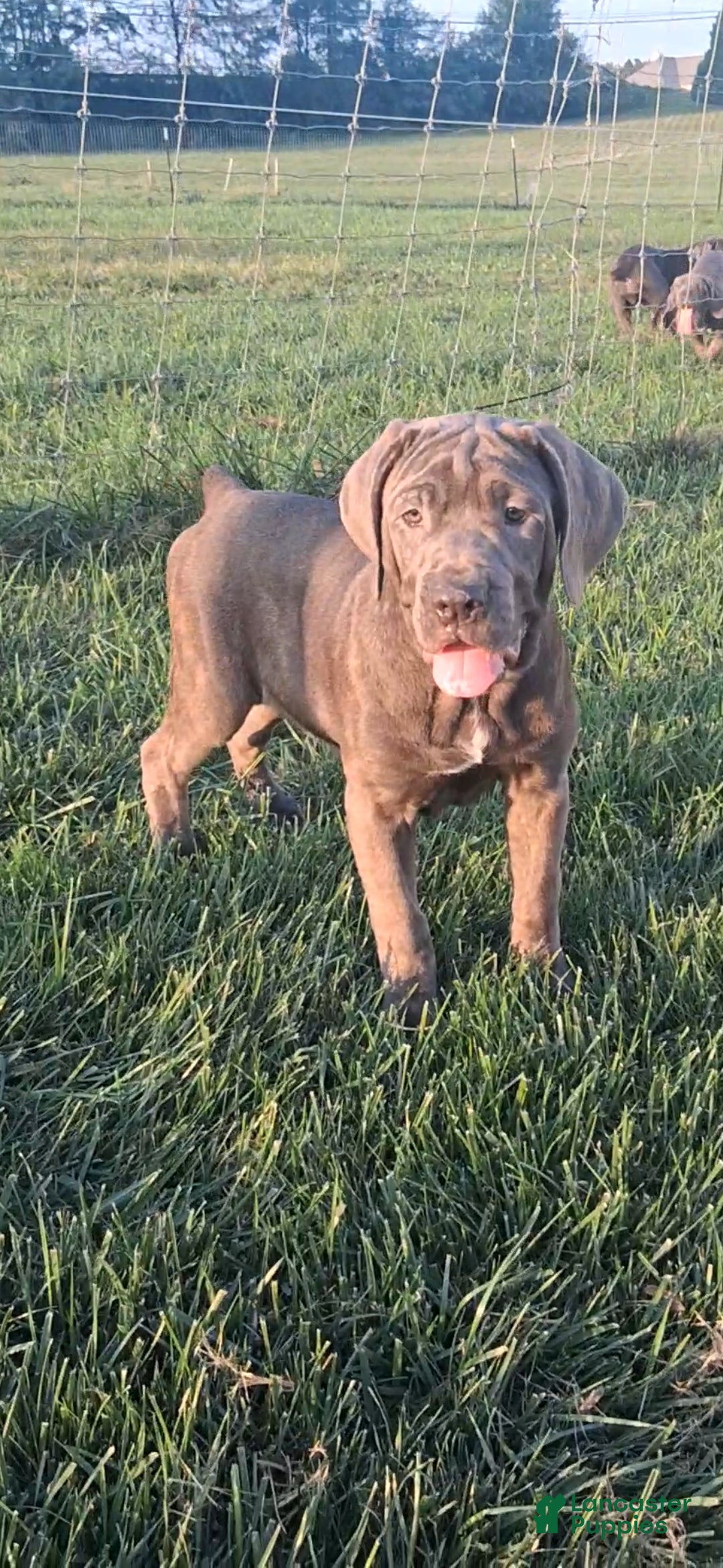 Cane Corso dogs Calla - Ad 1