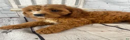 Cavapoo dogs for sale: Teddy - Ad 10