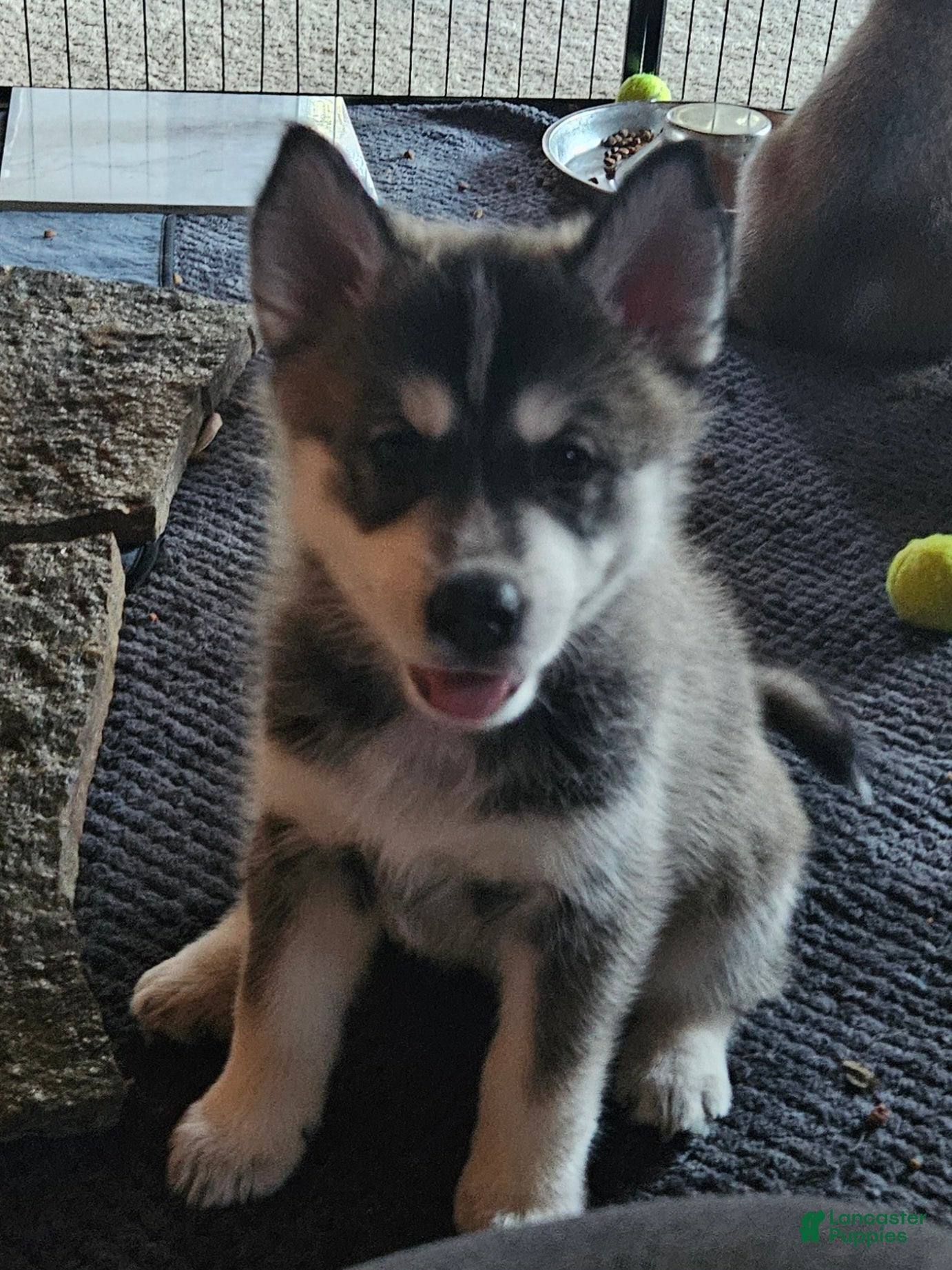 Gerberian Shepsky dogs Jackpot - Ad 1