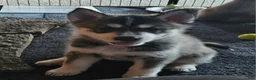 Gerberian Shepsky dogs for sale: Jackpot - Ad 5
