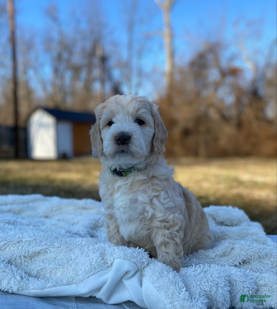 Mini Goldendoodle dogs for sale: Teddy  - Ad 4