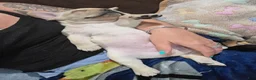 French Bulldog dogs for sale: Rey  - Ad 6
