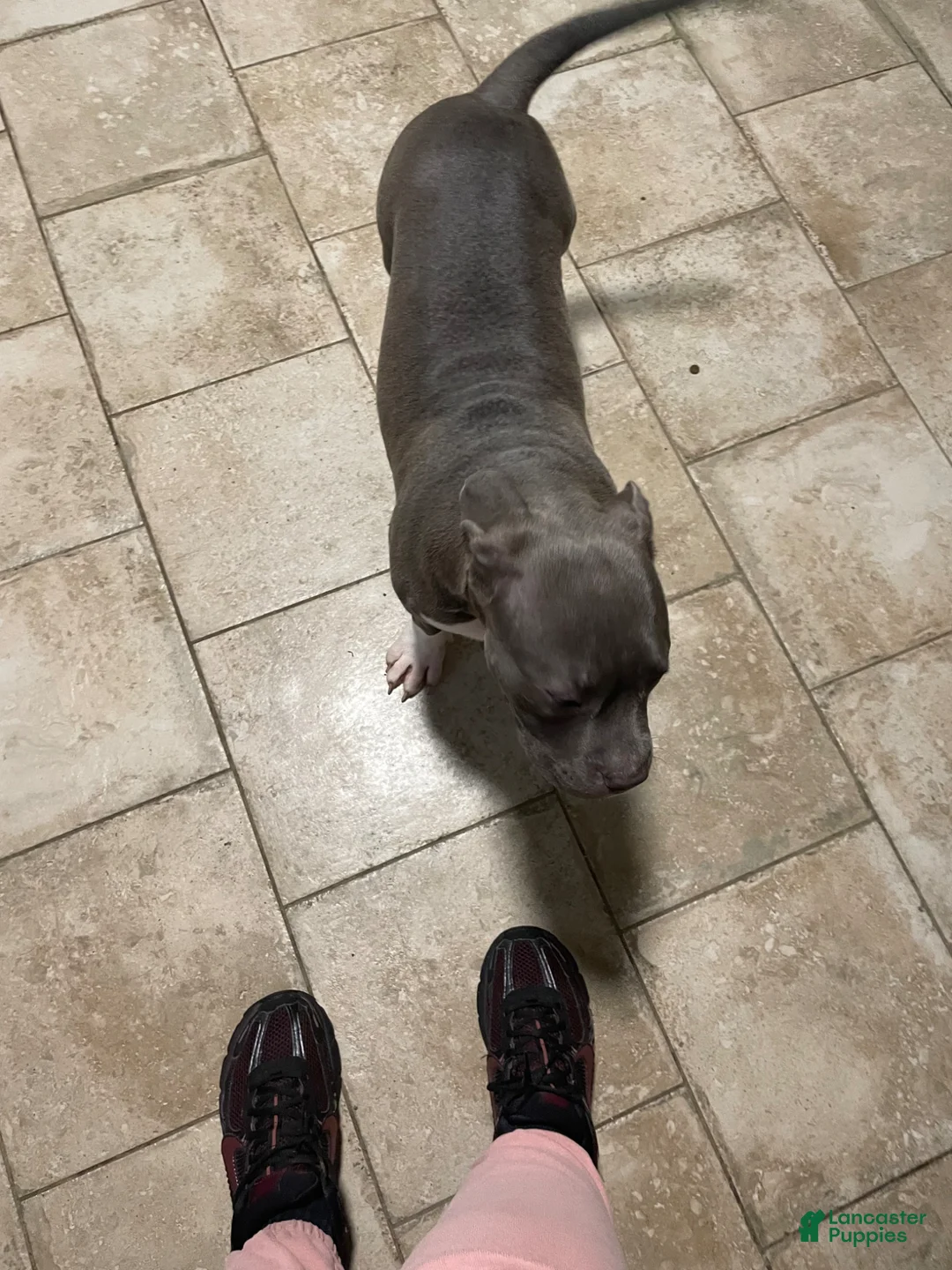 American Bully dogs for sale: Sasha  - Ad 12