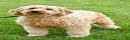 Mini Goldendoodle dogs for sale: Boy Hendrix - 4833 - Ad 5