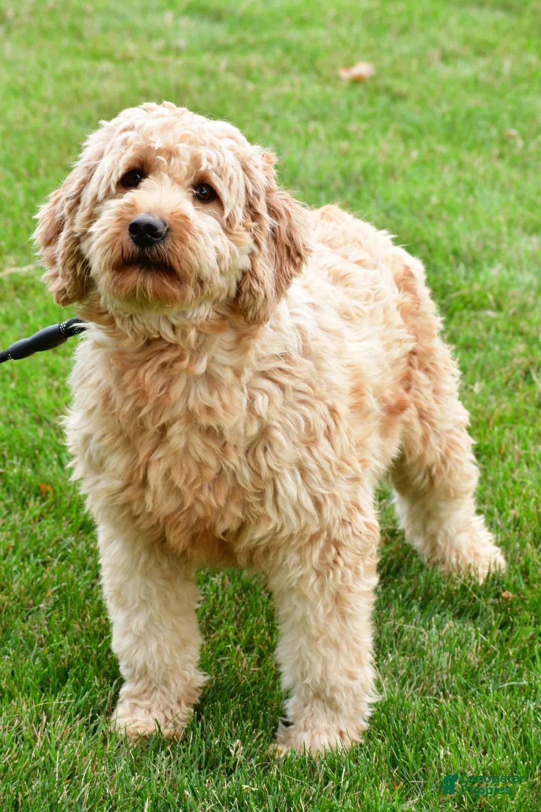 Mini Goldendoodle dogs for sale: Boy Hendrix - 4833 - Ad 5