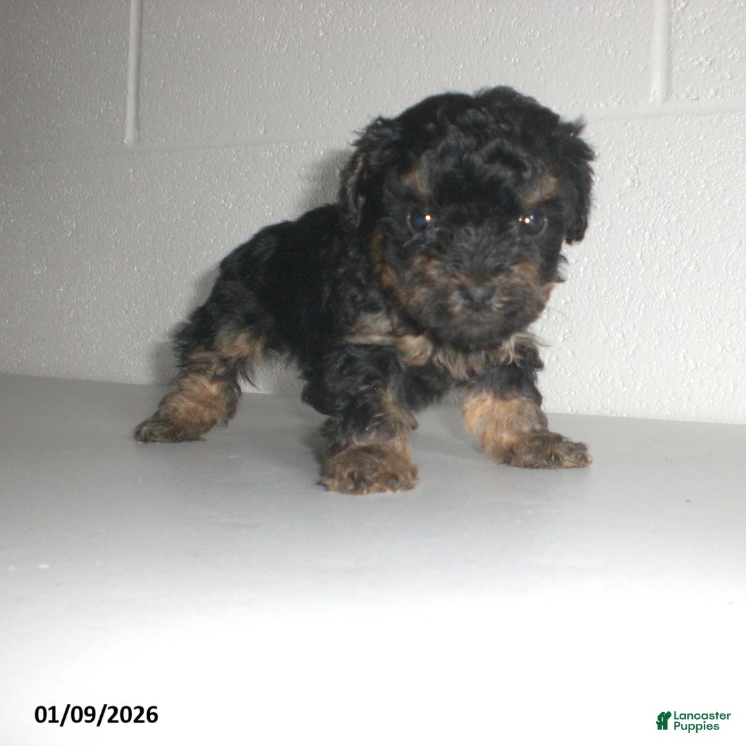 Yorkiepoo dogs for sale: Abby - Ad 15