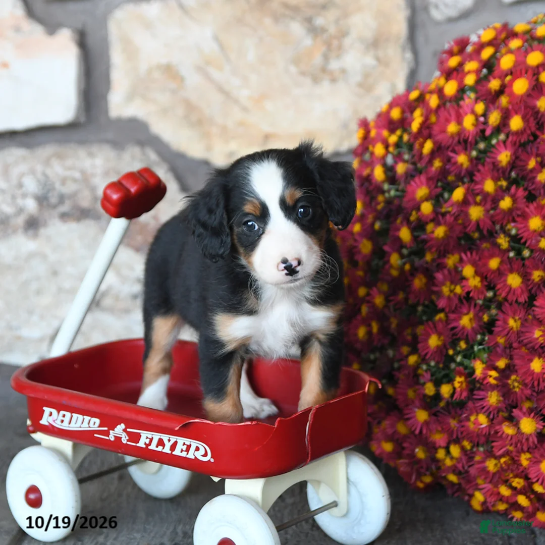 Mini Bernedoodle dogs for sale: Violet - Ad 2