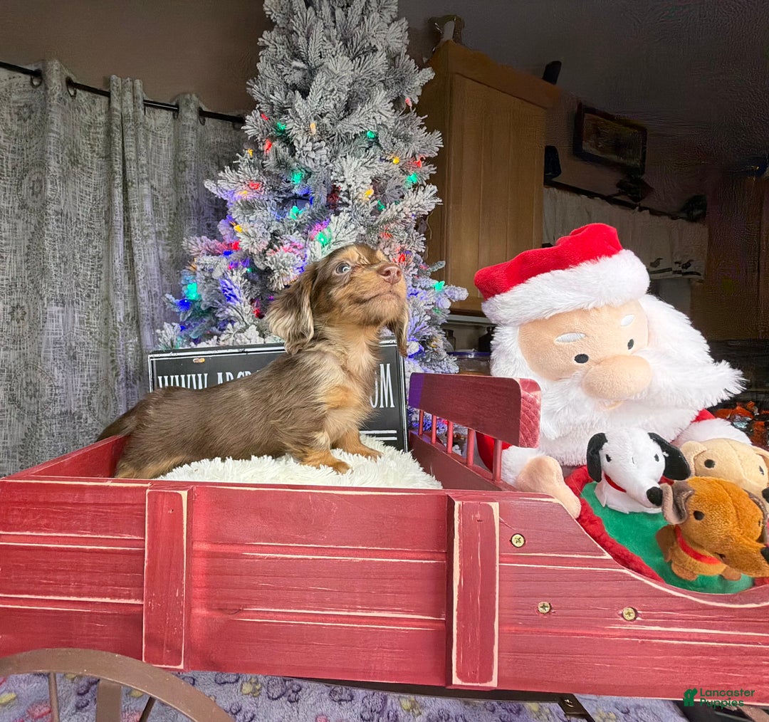 Miniature Dachshund dogs for sale: Pra clear AKC CH BRED RUSSIAN DAPPLE - Ad 4