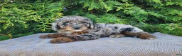 Mini Bernedoodle dogs for sale: Leasha - Ad 11