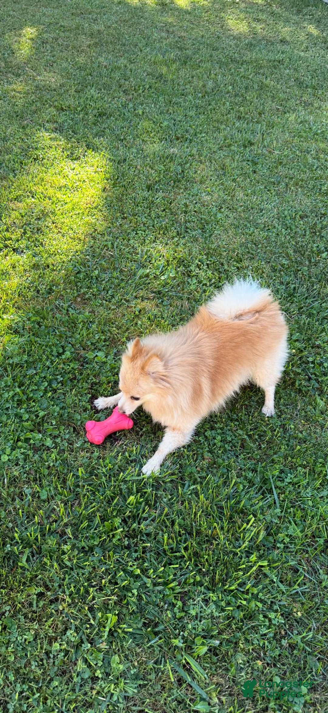 Pomeranian dogs for sale: Pomeranian Puppy 1 - Ad 13