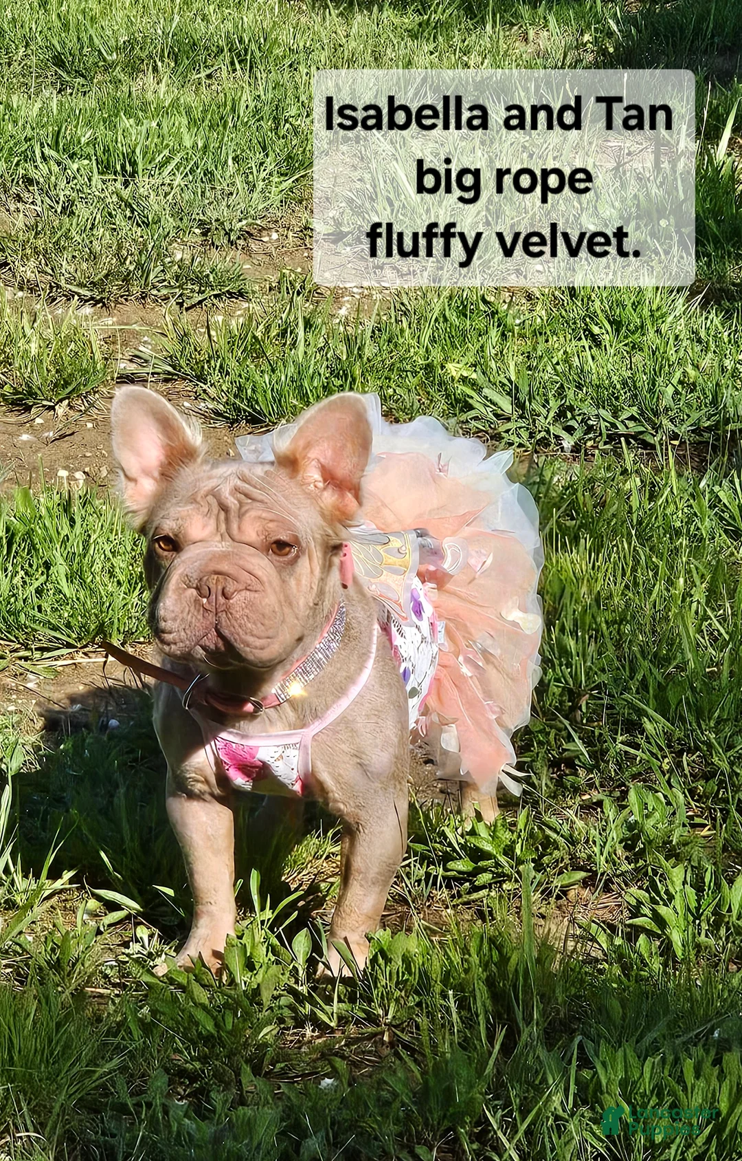 French Bulldog dogs for sale: Tyson - Ad 20