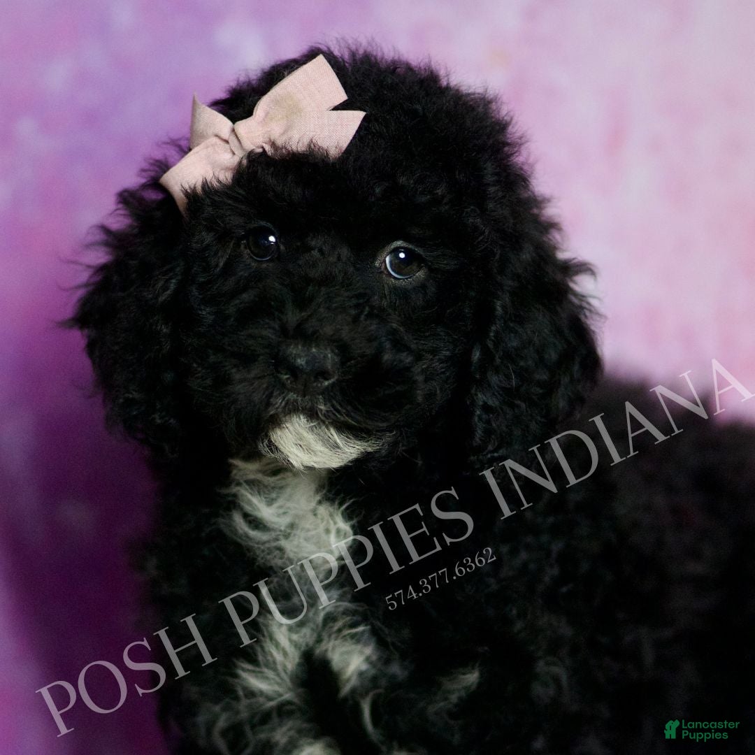 Standard Poodle dogs Esmee - Ad 30