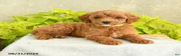 Miniature Poodle dogs for sale: Dana - Ad 2
