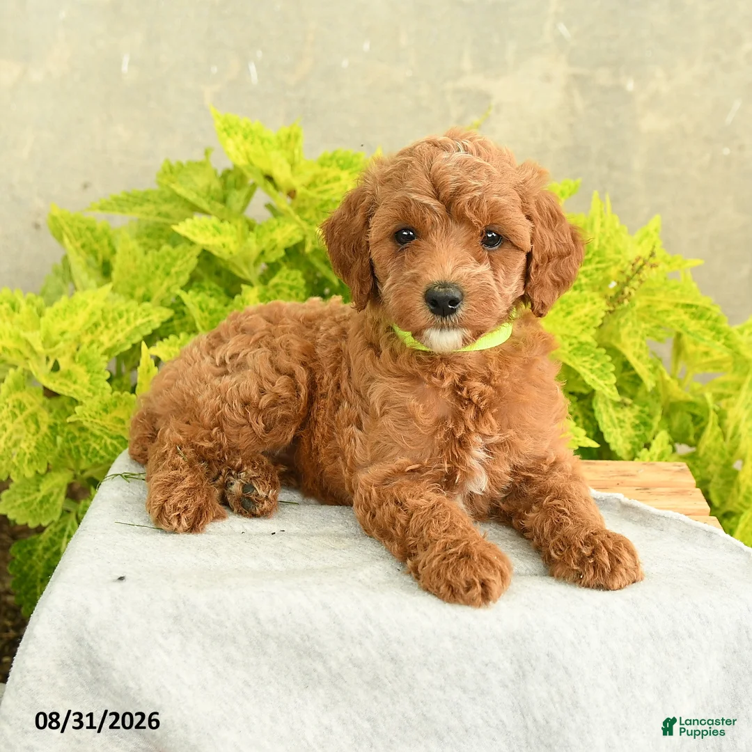Miniature Poodle dogs for sale: Dana - Ad 2