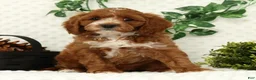 Cavapoo dogs for sale: Lynn - Ad 2