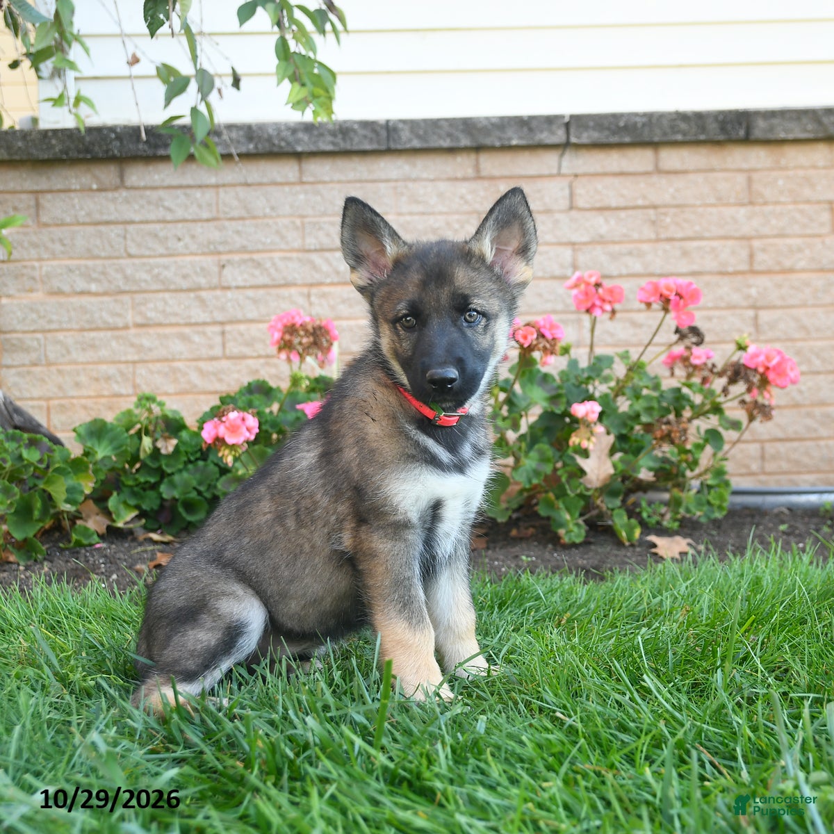 Gerberian Shepsky dogs for sale: Juno  - Ad 2