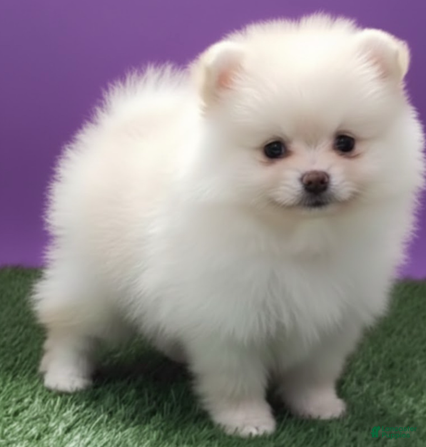 Pomeranian dogs Pomeranian Girl - Ad 9