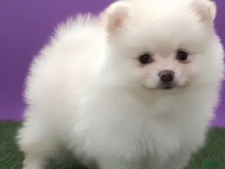 Pomeranian dogs Pomeranian Girl - Ad 9