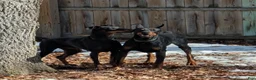 Doberman Pinscher dogs for sale: Red male red collar - Ad 4