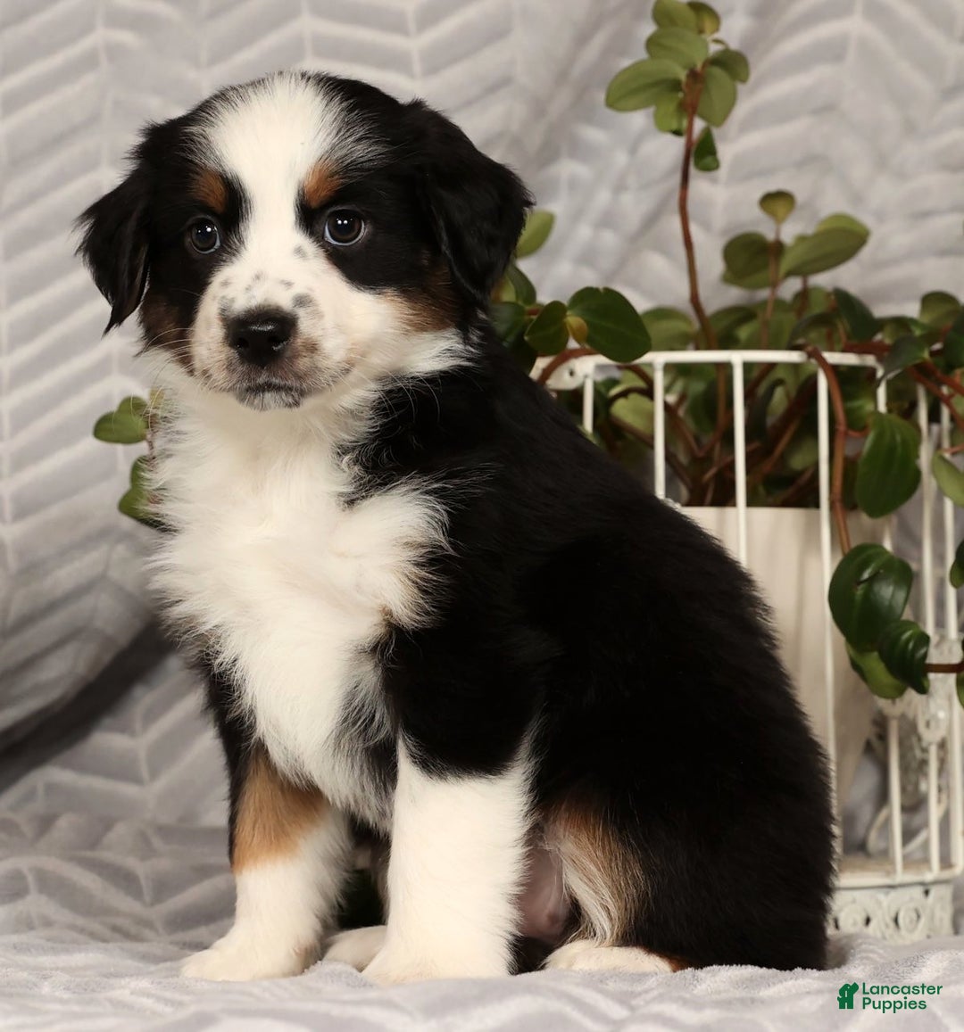 Miniature Australian Shepherd dogs for sale: Joy - Ad 6