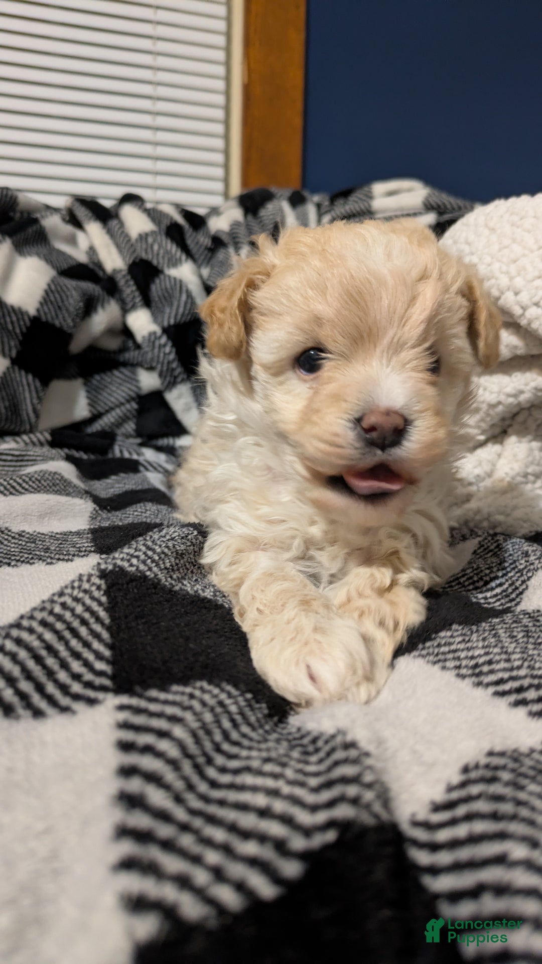 Mini Bernedoodle dogs for sale: Mini Bernedoodle Puppy 1 - Ad 9