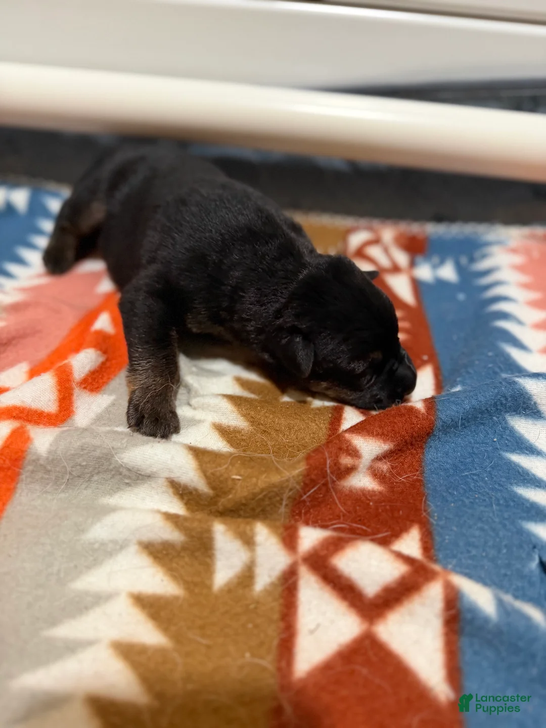 German Shepherd dogs for sale: Jack  - Ad 2