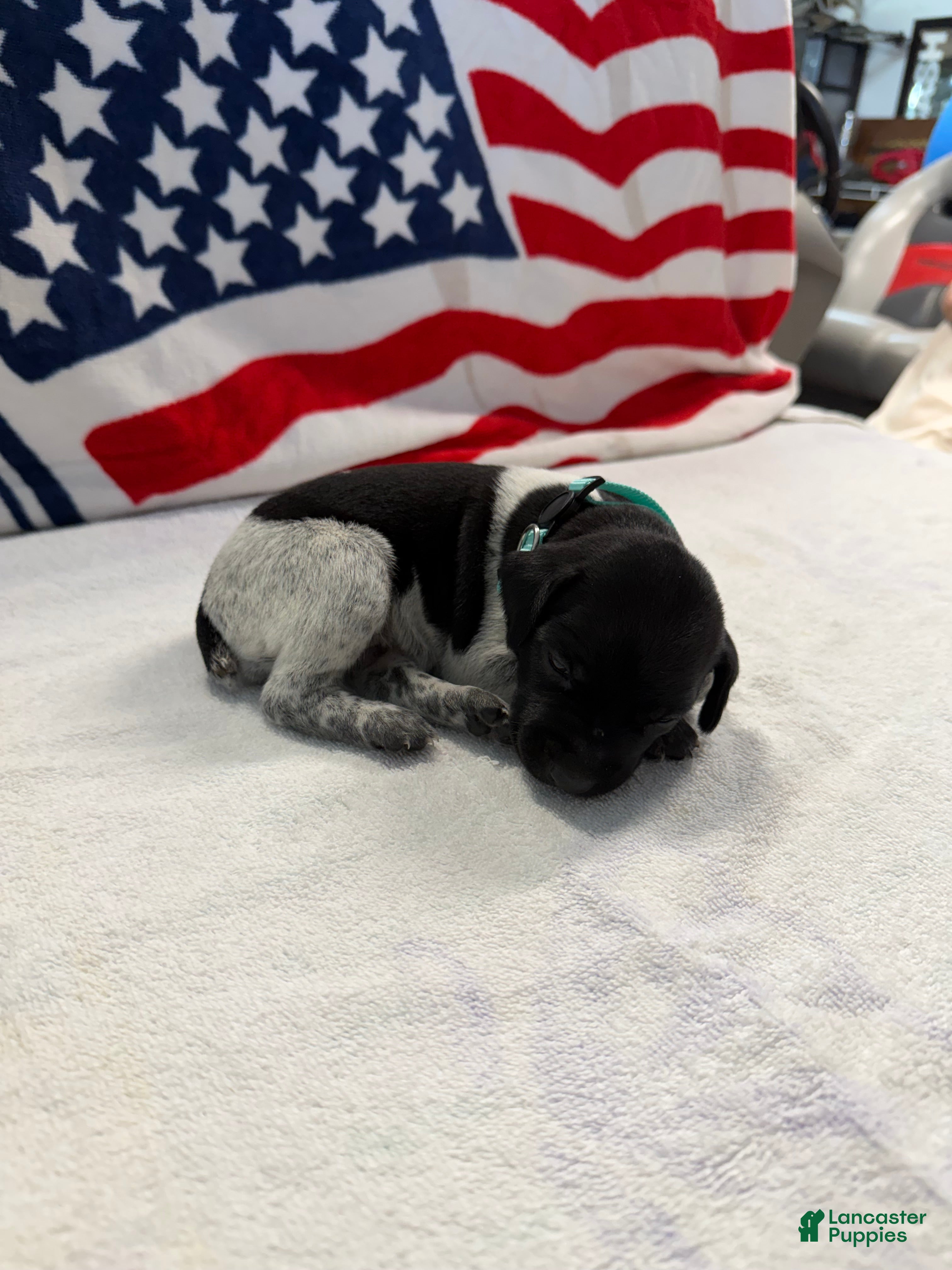 German Shorthaired Pointer dogs for sale: German Shorthaired Pointer 4 - Ad 3