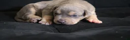 American Bully dogs for sale: Memphishttps://www.youtube.com/watch?v=G_Df_ymd1wQ&t=53s - Ad 8