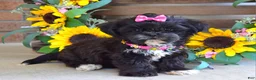 Shih Tzu dogs for sale: Riley - Ad 4