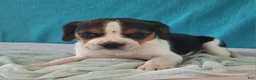 Beagle dogs for sale: dawn - Ad 3