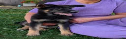 German Shepherd dogs for sale: Mati - Ad 4