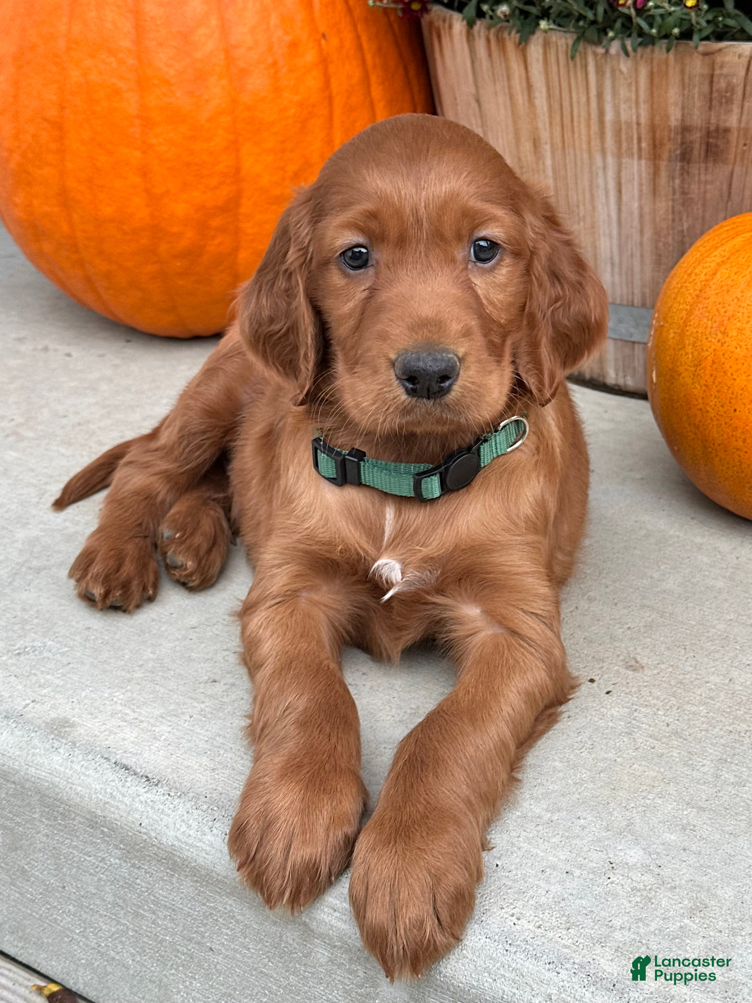 Irish Setter dogs Garrett - Ad 2