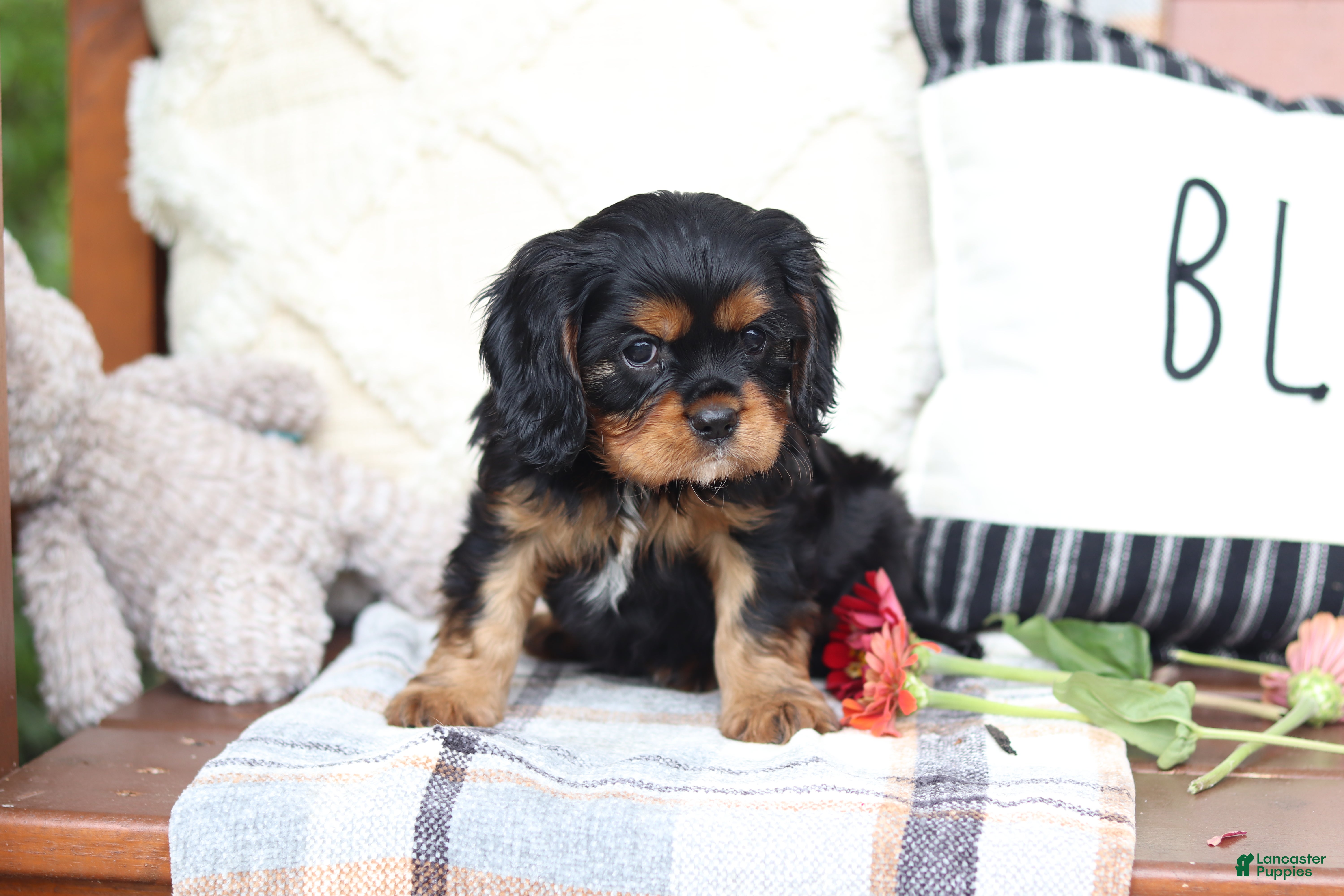 Cavalier King Charles Spaniel dogs Max - Ad 2
