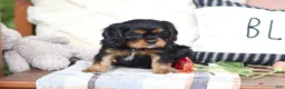Cavalier King Charles Spaniel dogs for sale: Max - Ad 2