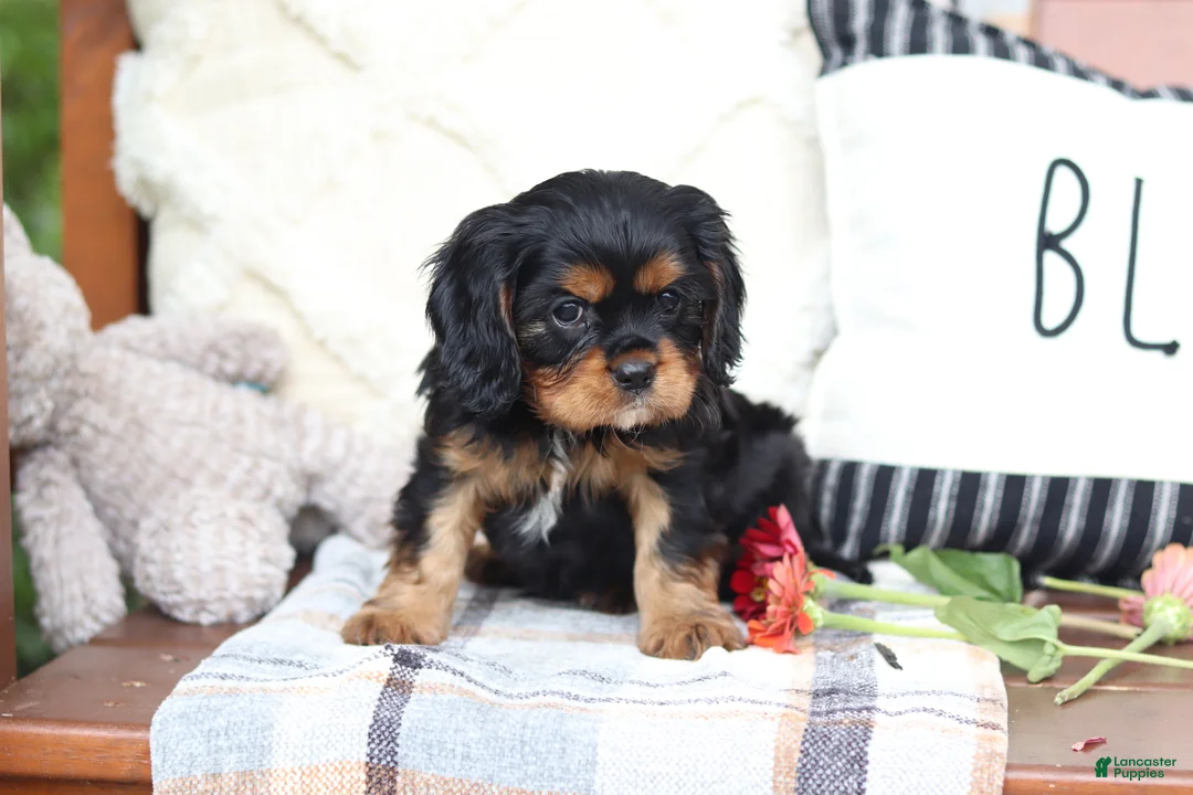 Cavalier King Charles Spaniel dogs for sale: Max - Ad 2