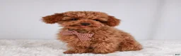 Toy Poodle dogs for sale: Caspian - Ad 5