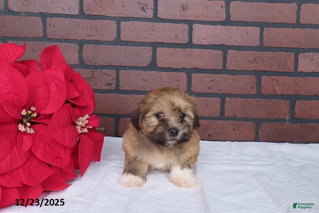 Havanese dogs for sale: Rambo - Ad 2