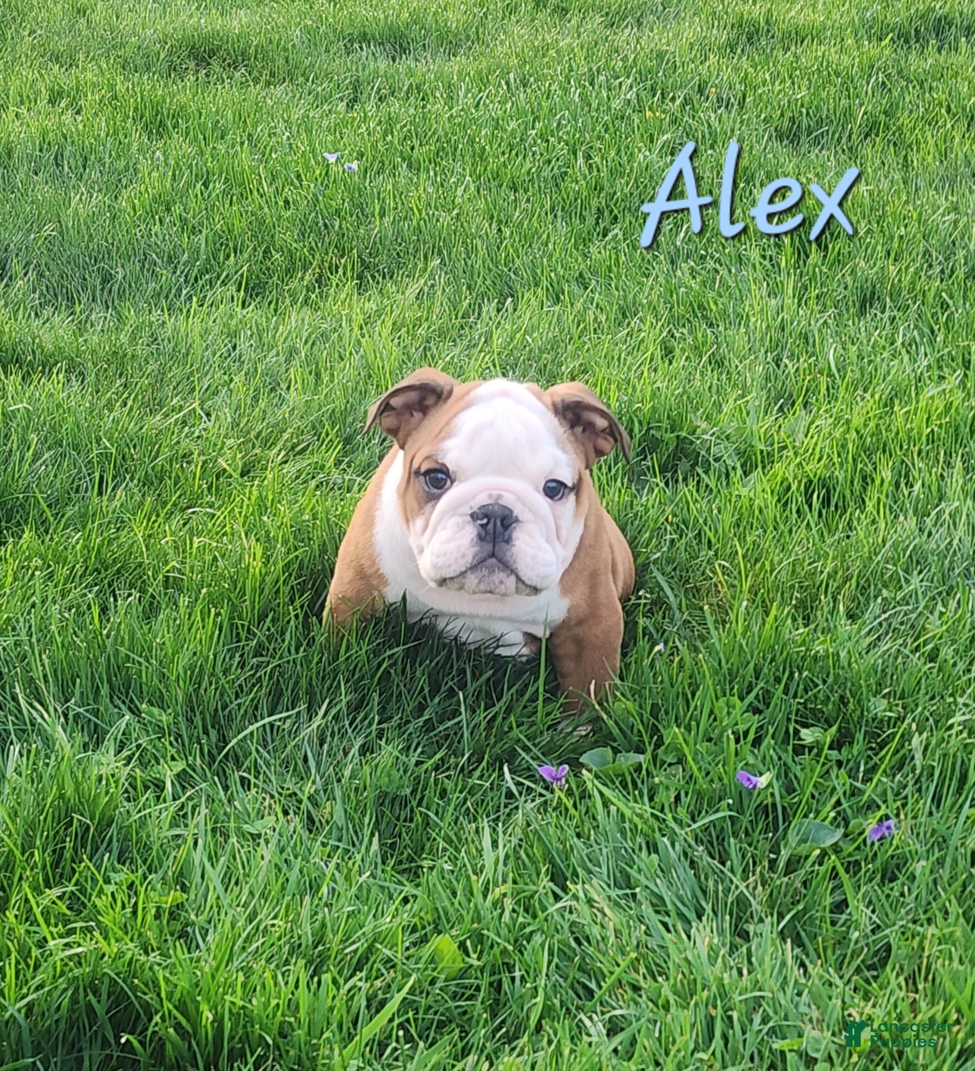 English Bulldog dogs AKC Alex  - Ad 1