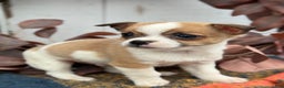 Chihuahua dogs for sale: Buddy - Ad 9