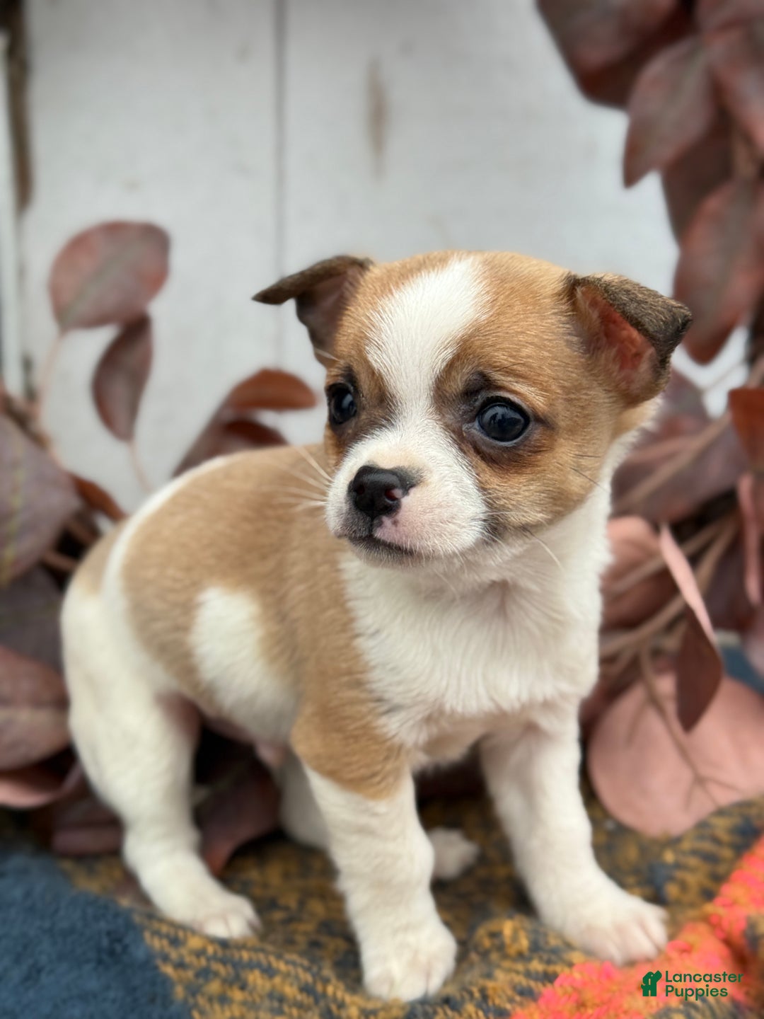 Chihuahua dogs for sale: Buddy - Ad 9