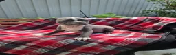 Boston Terrier dogs for sale: Candi - Ad 6