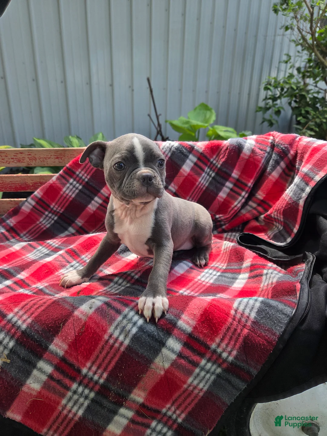 Boston Terrier dogs for sale: Candi - Ad 6