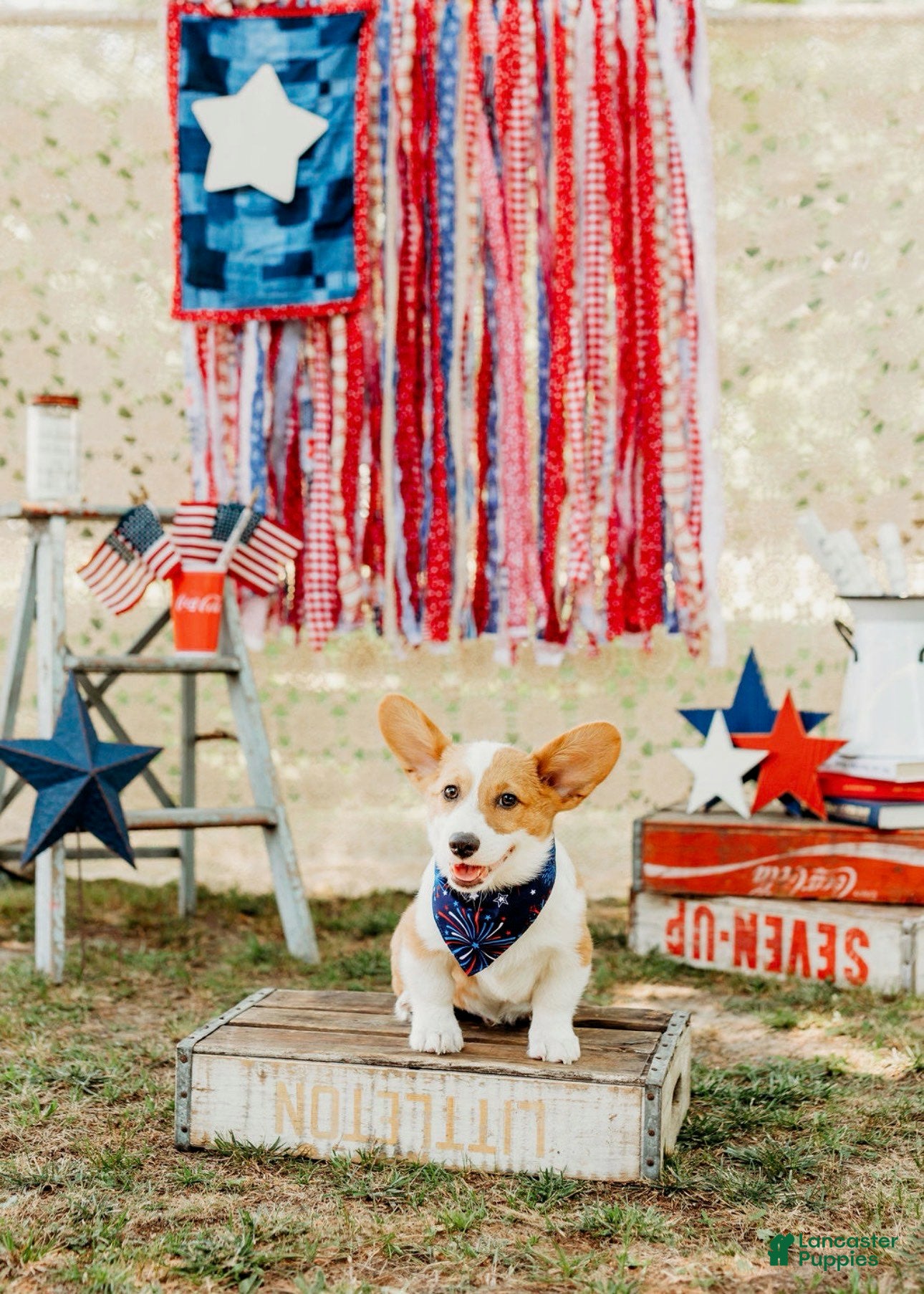 Welsh Corgi Pembroke dogs Rocky - Ad 2