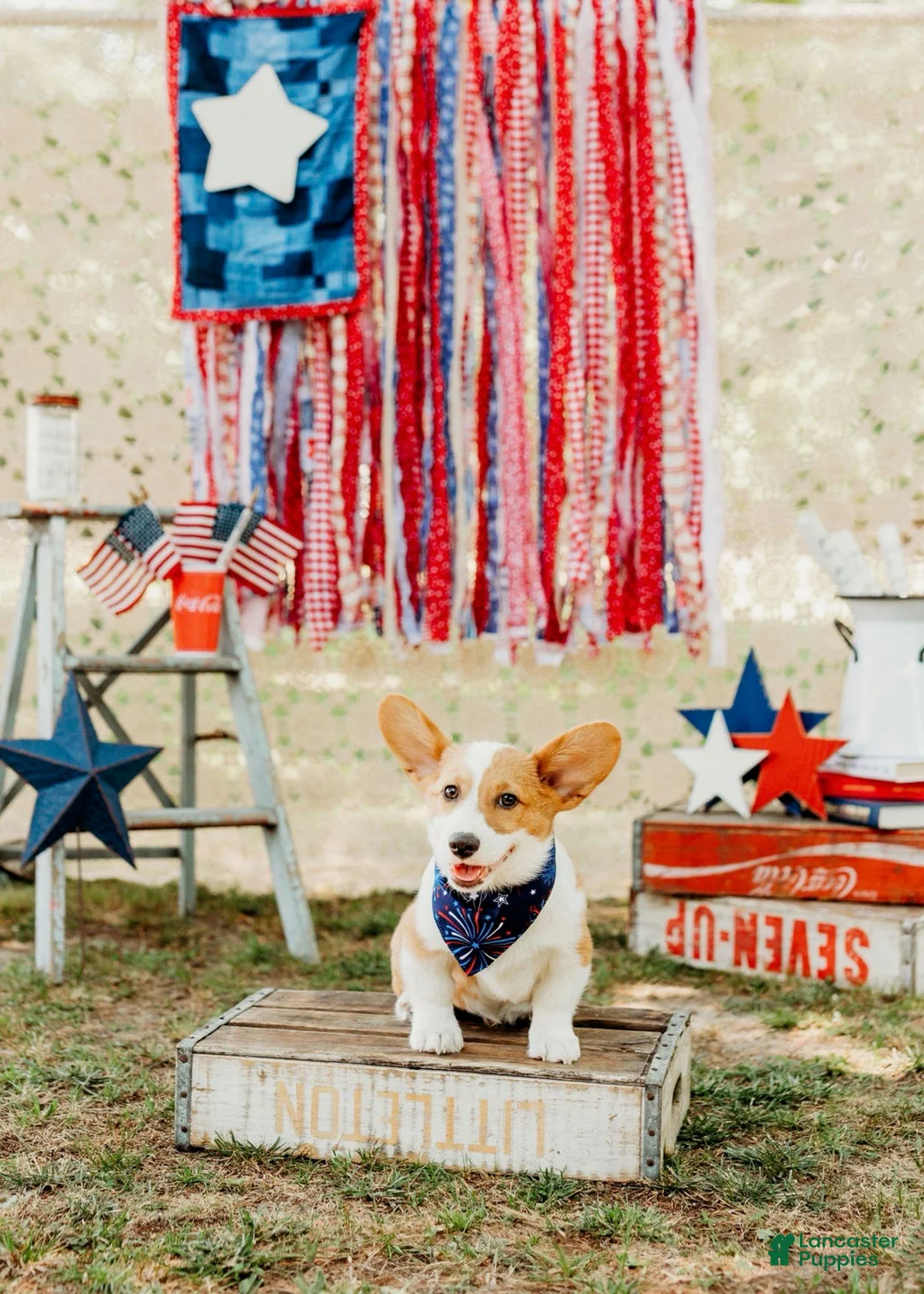 Welsh Corgi Pembroke dogs for sale: Rocky - Ad 2